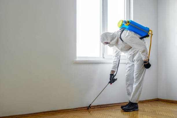 Best Termite Control Services  in Wailea, HI
