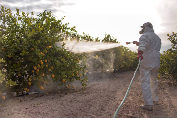 Best Bed Bug Extermination  in Wailea, HI
