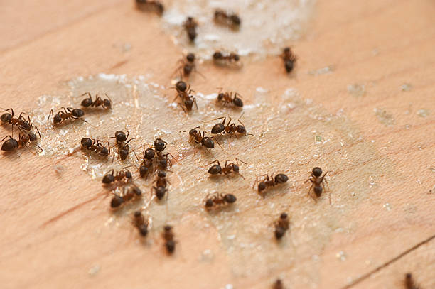 Trusted Wailea, HI Pest Control Experts