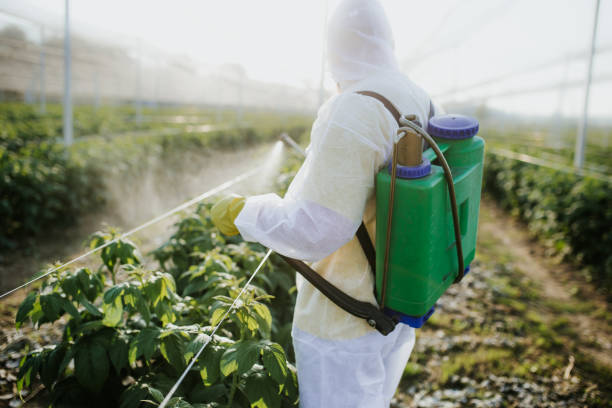 Best Flea Control Services  in Wailea, HI